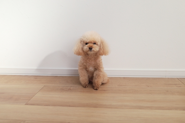 犬に優しい床材
