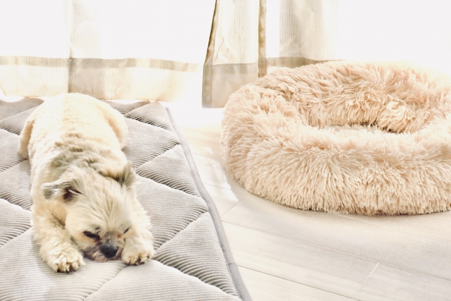 犬専用の部屋